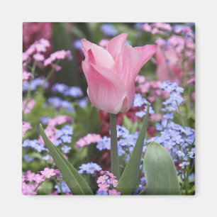 Imã Uma tulipa no Luxembourg Gardens, Paris, França