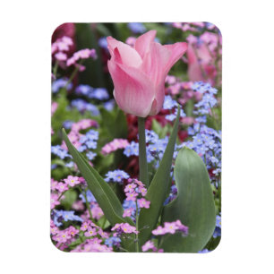 Ímã Uma tulipa nos Jardins de Luxemburgo, Paris, Franç