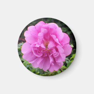 Imã Uma Única Flor Rosa