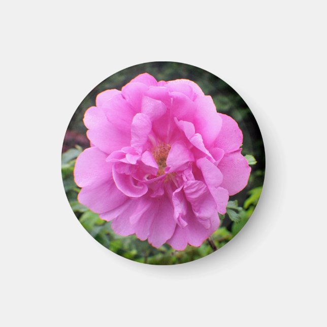Imã Uma Única Flor Rosa (Frente)