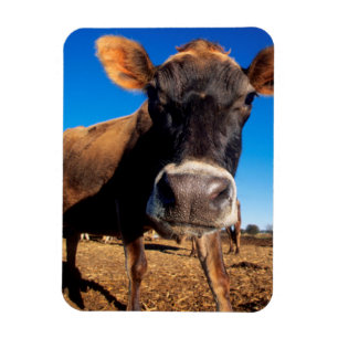 Ímã Uma vaca Jersey curiosa