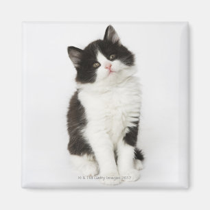 Imã Uma vista de assento do gatinho novo na câmera