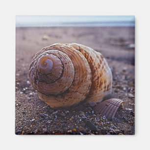 Imã Uma vista macro de Shell espiral