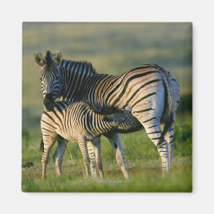 Imã Uma zebra das planícies que alimenta seu potro,