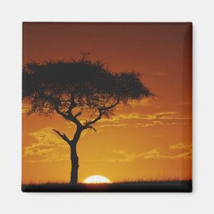 Imã Umbrella Thorn Acacia, Acacia tortilis