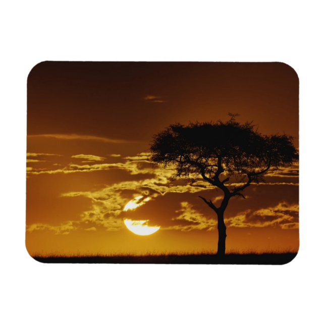 Ímã Umbrella Thorn Acacia, Acacia tortilis (Horizontal)