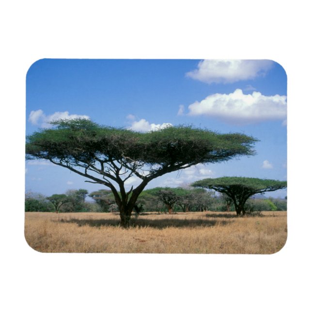Ímã Umbrella Thorn Acacia (Acacia tortilis), Mkuze (Horizontal)