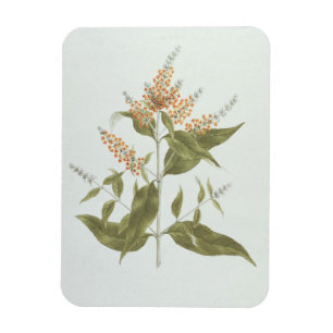 Ímã Umtar (polystachya do Buddleia) (w/c sobre a