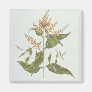 Imã Umtar (polystachya do Buddleia) (w/c sobre a