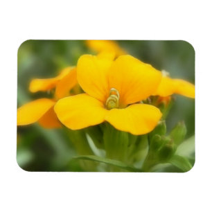 Ímã Única flor - Wallflower