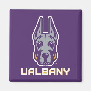 Imã Universidade de Albany Great Danes