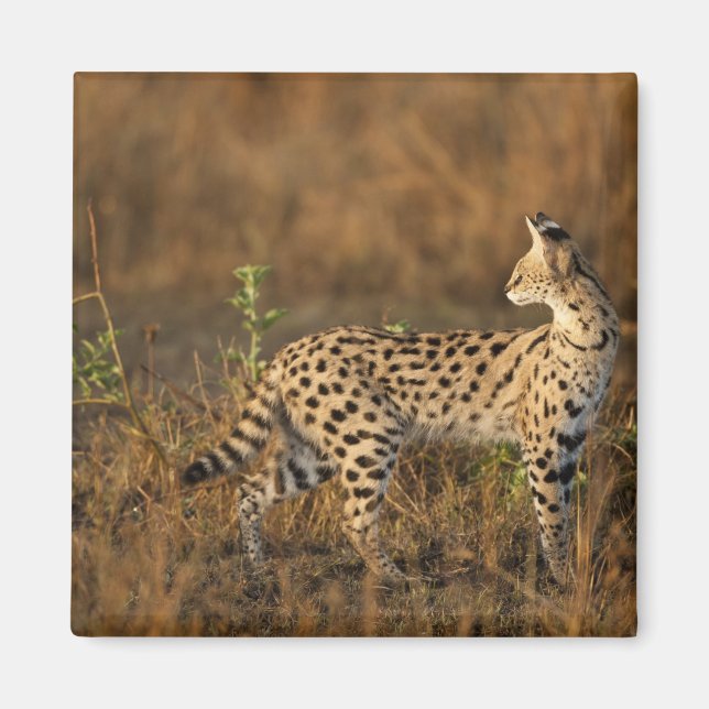 Imã Upper Mara, Masai Mara Game Reserve, Quênia, (Frente)