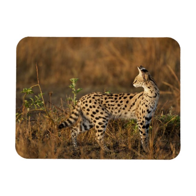 Ímã Upper Mara, Masai Mara Game Reserve, Quênia, (Horizontal)