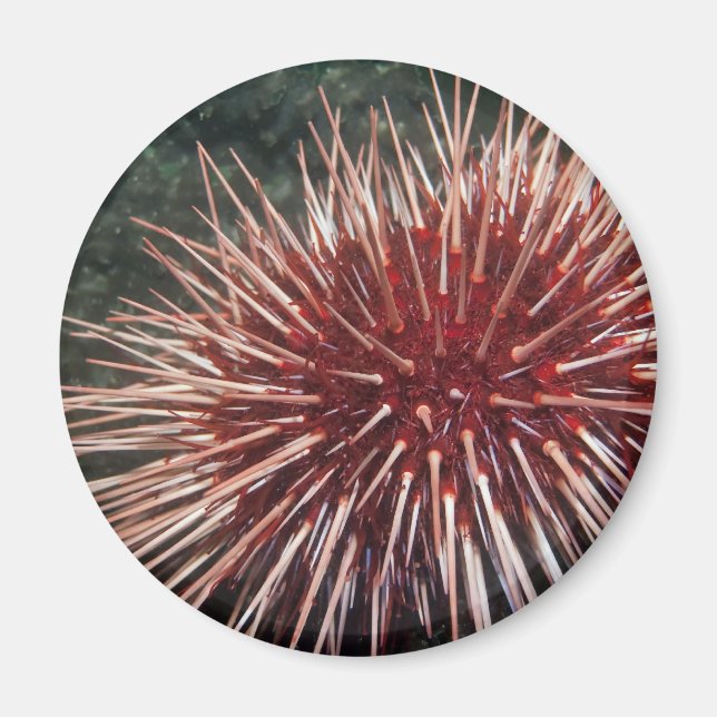 Imã Urchin gigante do mar vermelho - ímã (Frente)