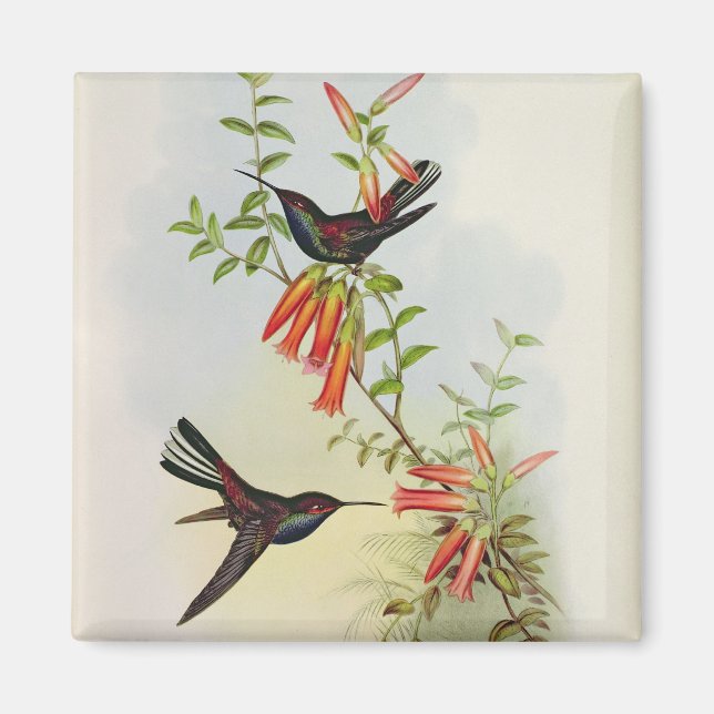 Imã Urochroa Bougieri (Frente)