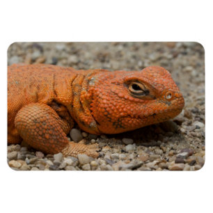 Ímã Uromastyx geyri