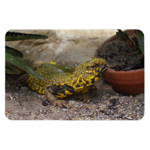 Ímã Uromastyx geyri