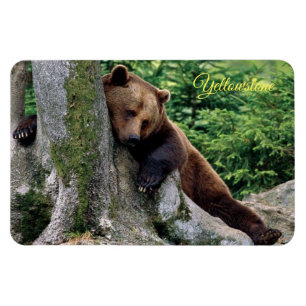 Ímã Urso Amarelo-Marrom