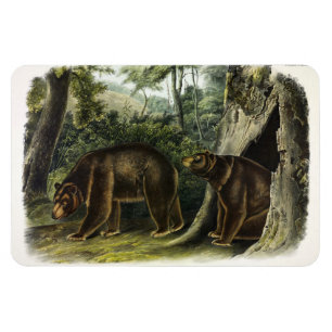 Ímã Urso Cinamão dos Quadrupes de Audubon