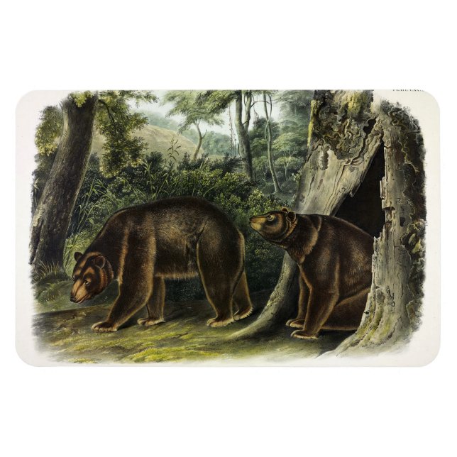 Ímã Urso Cinamão dos Quadrupes de Audubon (Horizontal)