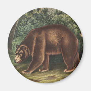 Imã Urso Cinamão (Ursus Americanus var. Canela)
