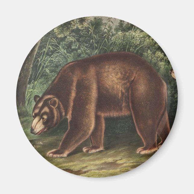 Imã Urso Cinamão (Ursus Americanus var. Canela) (Frente)