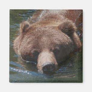 Imã Urso Cinzento