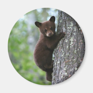 Imã Urso Cub de escalada