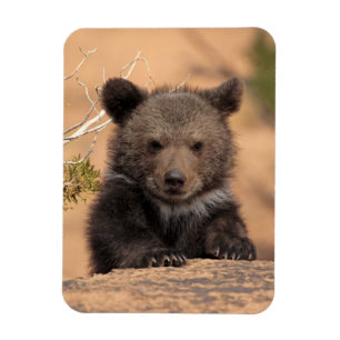 Ímã Urso Cub do urso