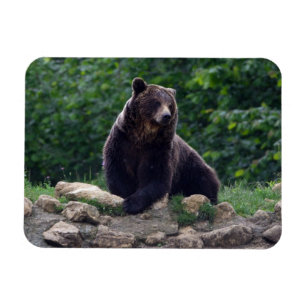 Ímã Urso de Brown