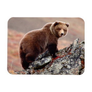 Ímã Urso de Denali Brown
