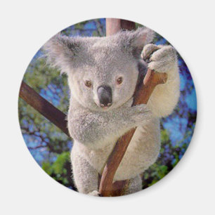 Imã Urso de Koala