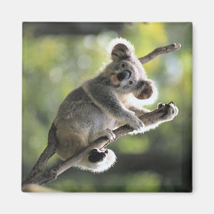 Imã Urso de Koala