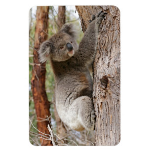 Ímã Urso de Koala