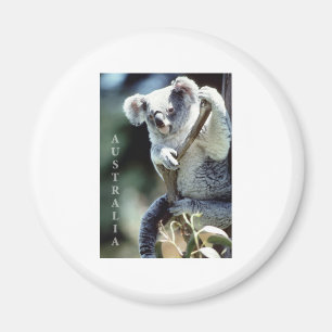 Imã Urso de Koala de Austrália