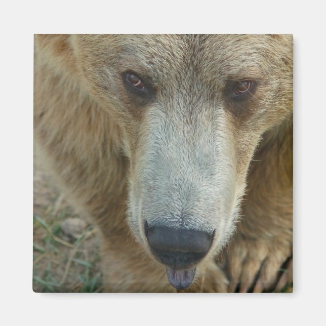 Imã Urso de Licença (Frente)