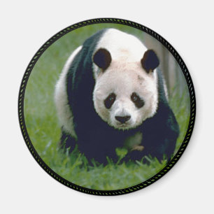 Imã Urso de Panda
