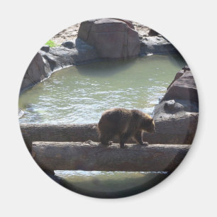Imã Urso de urso