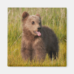 Imã Urso engraçado do bebê das imagens de Getty