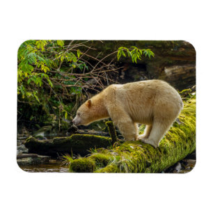 Ímã Urso Espírito Branco