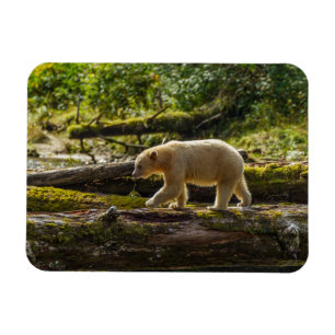 Ímã Urso Espírito Branco Caça