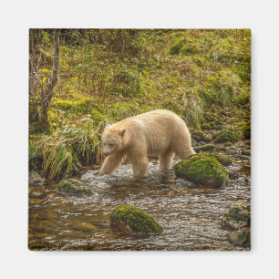 Imã Urso Espírito Branco caça peixes no Riordan Creek