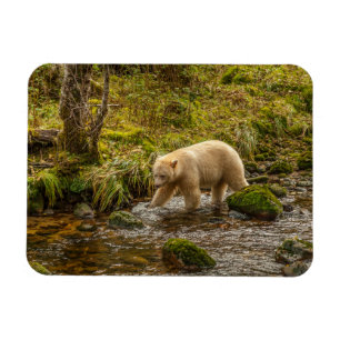 Ímã Urso Espírito Branco caça peixes no Riordan Creek