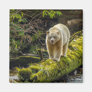 Imã Urso Espírito Branco   Colúmbia Britânica, Canadá