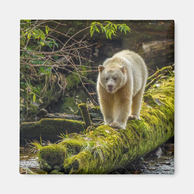 Imã Urso Espírito Branco | Colúmbia Britânica, Canadá (Frente)