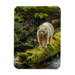Ímã Urso Espírito Branco Colúmbia Britânica, Canadá