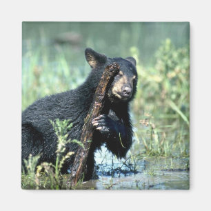Imã Urso-filhote preto no pântano do verão