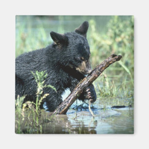Imã Urso-filhote preto no pântano do verão