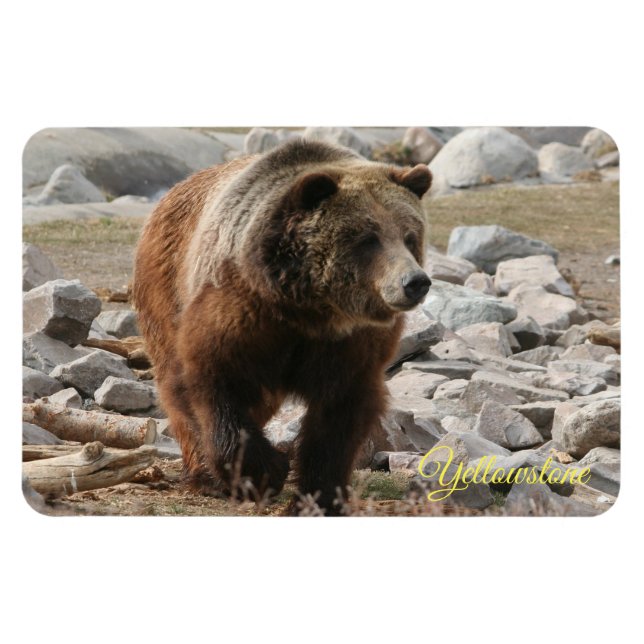 Ímã Urso Grelha-Grelha-Magneta-Yellowstone (Horizontal)