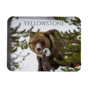 Ímã Urso Grizzly em Neve, Parque Nacional Yellowstone
